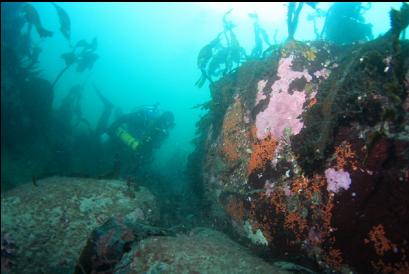 tunicates on side of rock