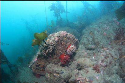 fish-eating anemones