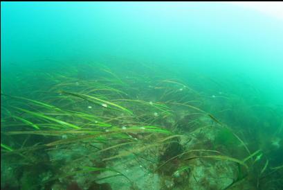 brooding anemones on eelgrass