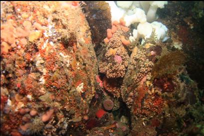 closer up on tip of islet reef