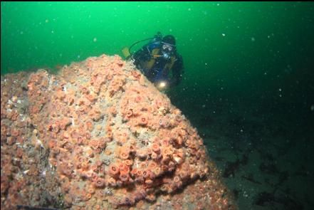 brown cup corals on the rocky reef