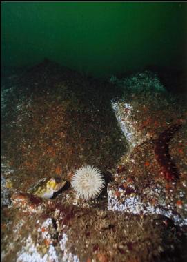 COPPER ROCKFISH AND ANEMONE