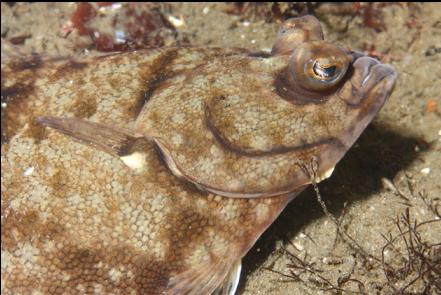 flatfish