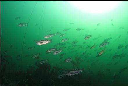 black and yellowtail rockfish