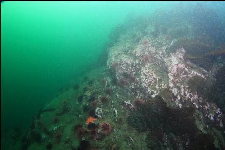 rock slope and urchins