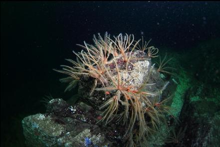 feather stars