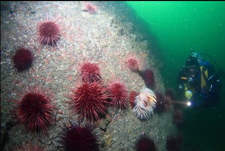 urchins and fish-eating anemone