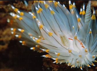 NUDIBRANCH IN SHALLOWS