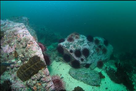 urchins, boulders and sand