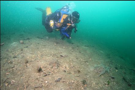 giant nudibranchs