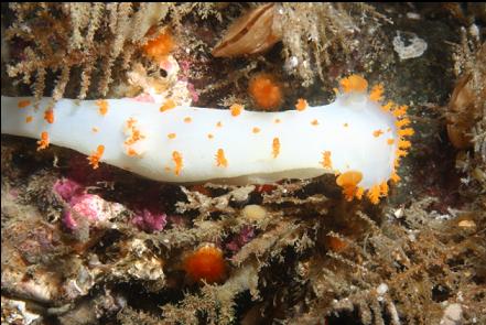 clown nudibranch