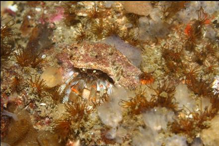 hermit crab and cemented tube worms