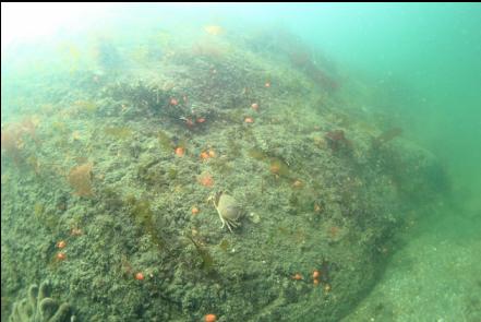 crab on the wall in the bay