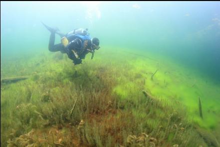 plants in the shallows