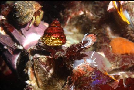 nudibranchs, snail and hermit crab on giant barnacles