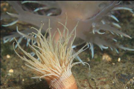 giant nudibranch hunting a tube-dwelling anemone