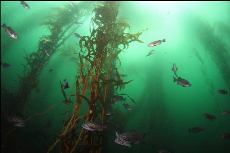 rockfish in kelp