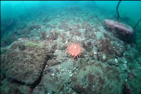 crimson anemone