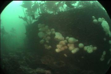 ANEMONES ON BOULDER