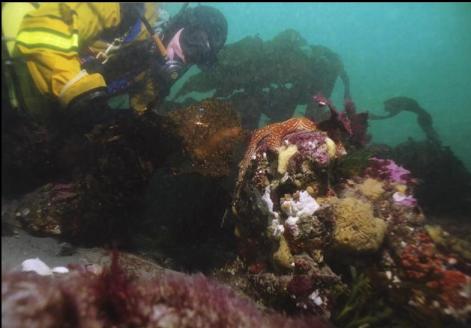 TUNICATES AND SPONGES