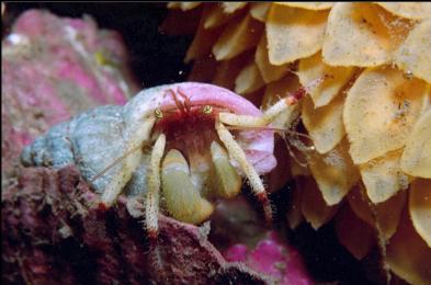 HERMIT CRAB AND EGGS