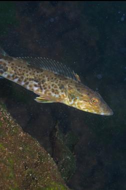 JUVENILE LINGCOD