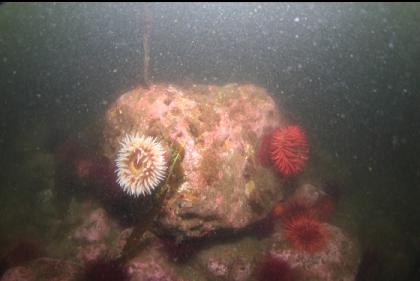 fish-eating anemones