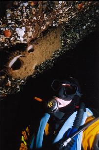 DIVER AND BOOT SPONGE