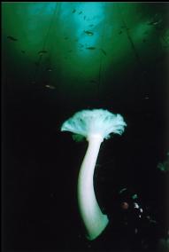 PLUMOSE ANEMONE, PUGET SOUND ROCKFISH  AND KELP AT OGDEN POINT