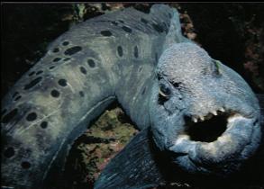 WOLF EEL