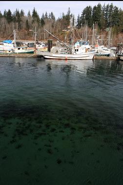 clear water in Quathiaski Cove