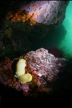 nudibranchs