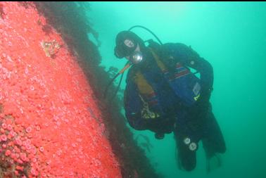 strawberry anemones