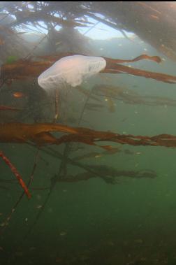 moon jelly in bay