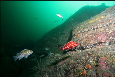 rockfish on wall