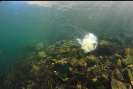jellyfish near the surface