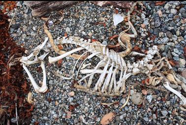 seal? skeleton on beach