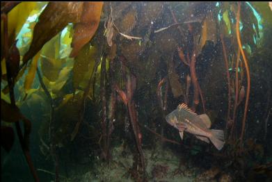 copper rockfish and giant kelp holdfasts