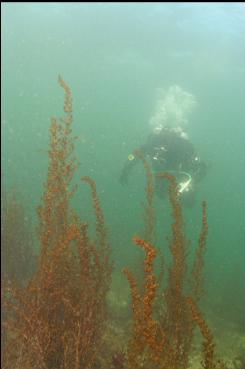 SEAWEED IN SHALLOWS