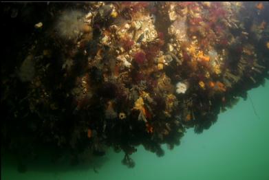tube worms, sponge, etc. under dock