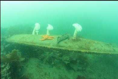 anemones, seastar and lingcod on flat metal thing farther out on mound