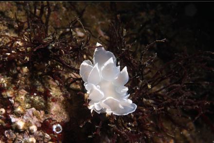 tiny alabaster nudibranch