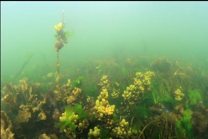 seaweed between kelp forest and shore