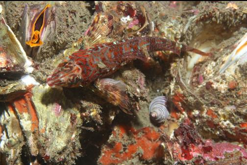 longfin sculpin