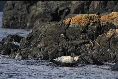 Seal by South-East Islet