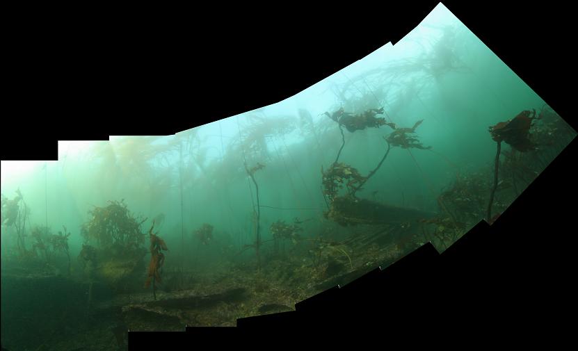 wreckage and kelp panorama