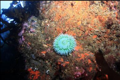 green anemone