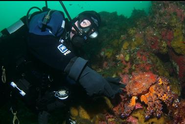 pointing out puget sound king crab