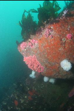 hydrocoral on boulder