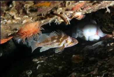 copper rockfish, anemone and large octopus suckers